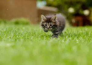 photo d'un chaton dans l'herbe
